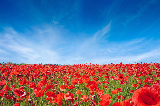 Vast field of red poppies in full bloom stretching to the horizon. The poppies cover the landscape under a bright blue sky with light clouds.