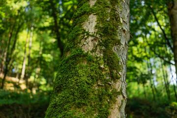 A close-up view of a tree trunk covered in bright green moss, surrounded by dense forest...