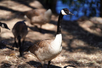 American Geese - ガチョウ カリフォルニア アメリカ