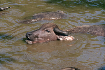 Fototapeta premium Water Buffalo Swimming in a Pond During a Sunny Day