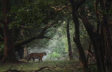 Tiger and the dappled light | Tiger from the woods | Kanha National Park