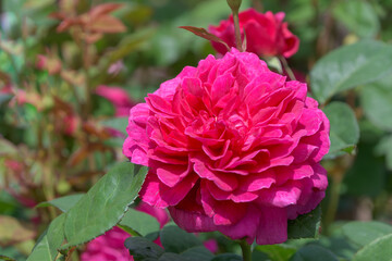 鮮やかな赤い薔薇のクローズアップ