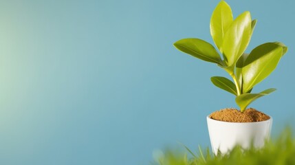 Healthy Green Plant in White Pot Growing Outdoors on Grass Against a Clear Blue Sky Background, Symbolizing Nature Growth and Environmental Sustainability