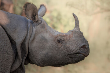 One-horned rhino in the wild | Rhino in the sun | Rhino from Kaziranga National Park