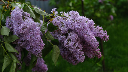 Obraz premium blooming lilac after rain