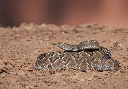 Serpiente cascabel