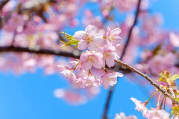 青空に映える河津桜の華やかなクローズアップ