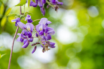 緑葉に揺れる紫藤の優雅な花房