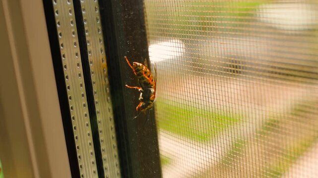 Wasp stuck between glass and mosquito net. Wasp trying to get into the house, close-up