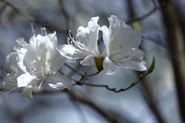 咲き誇る情熱の花