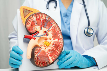 Chronic kidney disease, doctor with model for treatment urinary system, urology, Estimated...