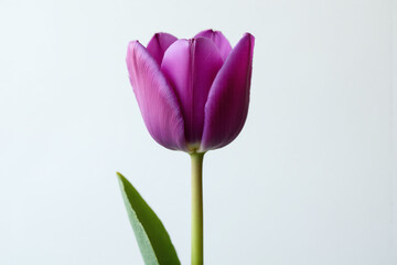 Naklejka premium single purple tulip in a vase on a table