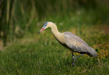 Garza chiflon