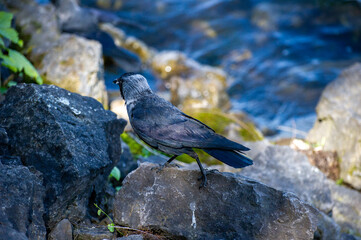 a jackdaw is looking for food on the rocks by the lake
