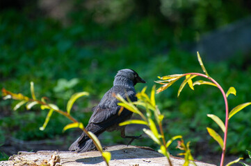 a jackdaw sitting on the grass