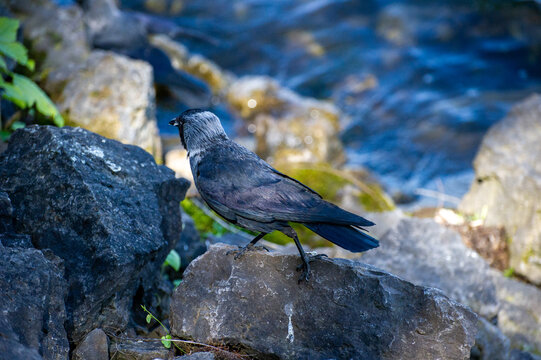 a jackdaw is looking for food on the rocks by the lake