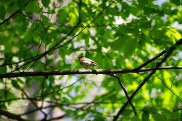 europian robin(erithacus rubecula) perched on a tree branch