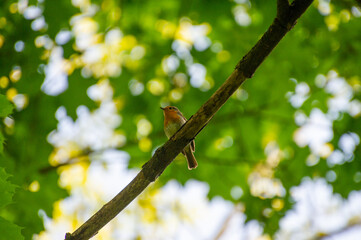 europian robin(erithacus rubecula) perched on a tree branch