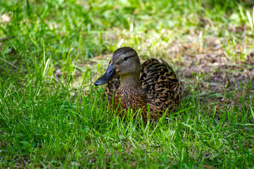 female mallard duck on the grass