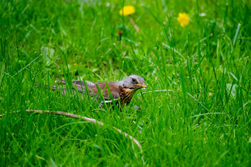  fieldfare (turdus pilaris) on the grass and dandelions