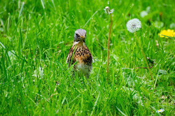  fieldfare (turdus pilaris) on the grass and dandelions