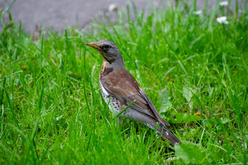  fieldfare (turdus pilaris) on the grass