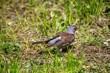 the fieldfare bird (Turdus pilaris) on the grass 