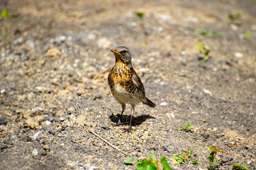 the fieldfare bird (Turdus pilaris) on the ground watching