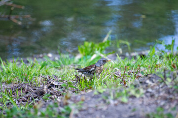  fieldfare (turdus pilaris) near the lake