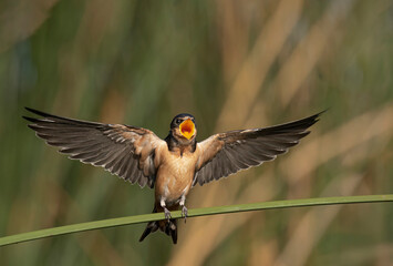 Golondrina bebe