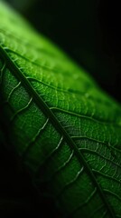 Vibrant green leaf showcasing intricate textures illuminated by soft light in a serene natural setting