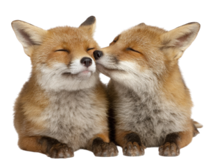 Two adorable foxes sit close together, sharing tender moment. Their soft fur and playful expressions convey warmth and affection, making this perfect for evoking feelings of love and companionship