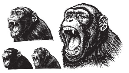 Vintage engraved monkey screaming with mouth open showing alert aggressive expression in natural jungle