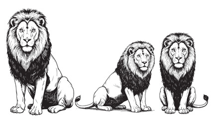 Vintage engraving lion sitting proud with calm eyes large mane and symmetrical regal posture in jungle