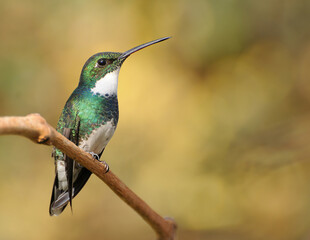 Picaflor vientre blanco