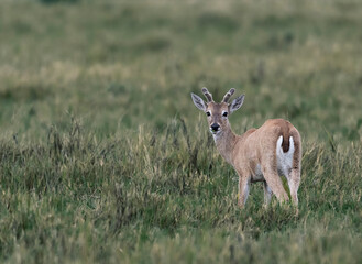 Venado de las pampas