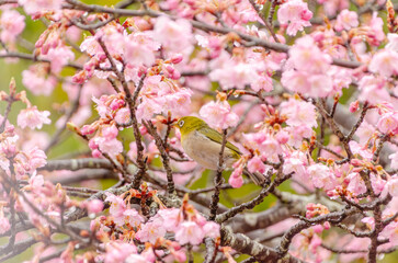 メジロが咲く河津桜にとまる春の瞬間