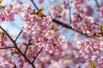 河津桜の淡い春色クローズアップ
