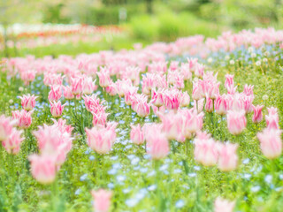 Obraz premium 春の公園や花壇を彩るチューリップのある風景。自然風景素材。フィルム写真のような柔らかい雰囲気。