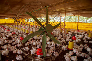Ventilation System in Poultry House: Fan Operating to Reduce Heat Stress in Broiler Flock