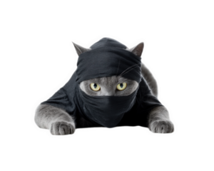 Playful American Shorthair cat dressed as ninja, stealthily sneaking with focused expression. This adorable feline showcases unique blend of charm and mischief