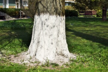 Spring day. Whitewashed trees in the city park