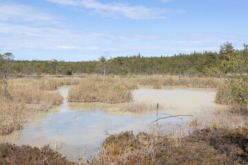 Spring Scenery of Raganu Purvs Bog Trail in Kemeri National Park, Latvia 11.05.2025