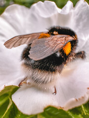bee on flower