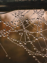 mood autumn, cobwebs and dew drops