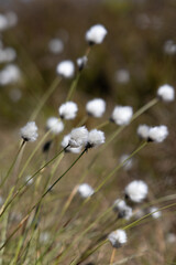 Spring Scenery of Raganu Purvs Bog Trail in Kemeri National Park, Latvia 11.05.2025