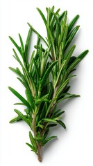 Fototapeta premium Fresh Rosemary Sprigs Close Up Still Life Studio Shot Culinary Herb Ingredient on White Background