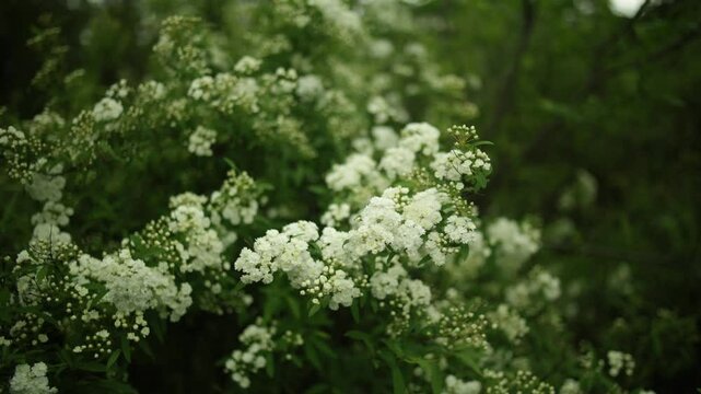 Spiraea Prunifolia f. simpliciflora, commonly known as Bridalwreath Spiraea, is a delightful flowering shrub that graces gardens with its ethereal beauty