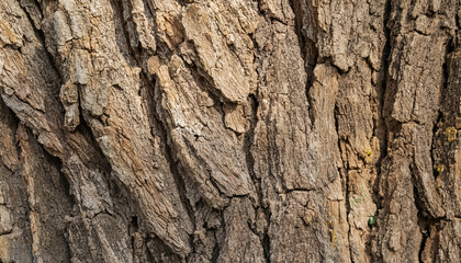 Tree bark texture, background. Detailed close up of tree bark showing deep grooves, ridges, and cracks with shades of brown and small patches of green moss or lichen.