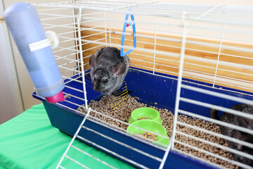 People care for and play with chinchillas.
